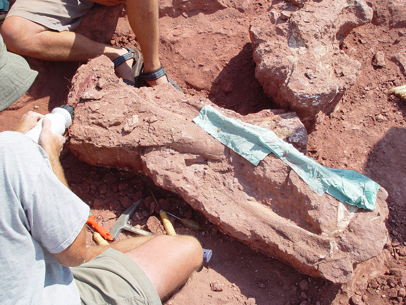 Excavation of Shingopana songwensis showing ribs and other bones being prepared for plaster-jacketing. (Image: Nancy Stevens)